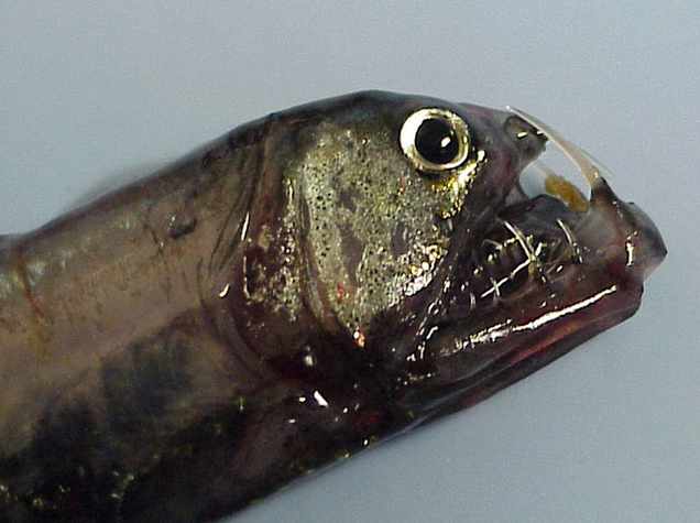 Image: Wikimedia Commons